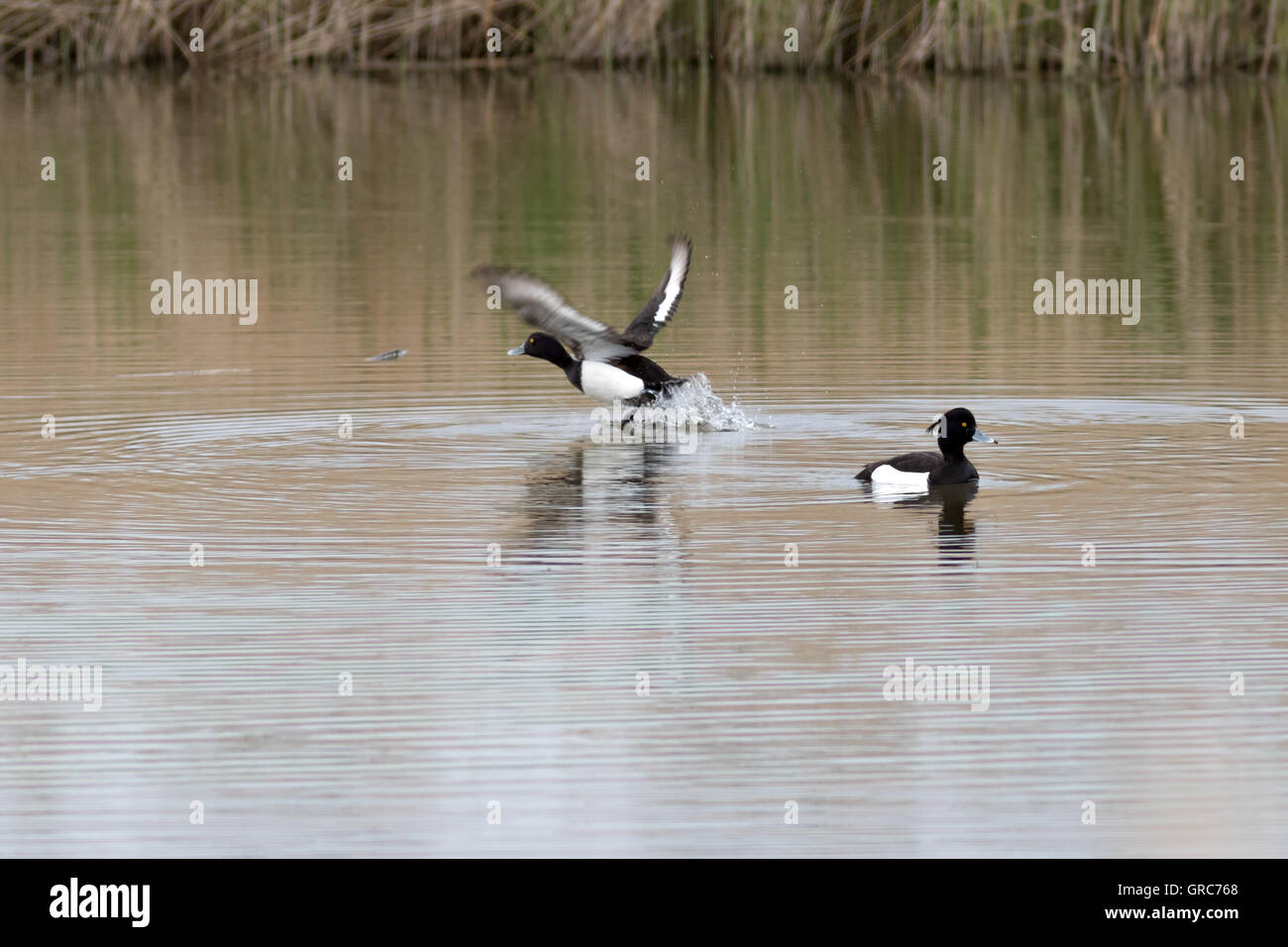 Fliegen, Reiherenten Stockfoto