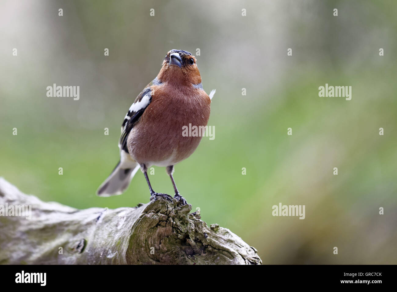 Buchfink auf einem Ast Stockfoto