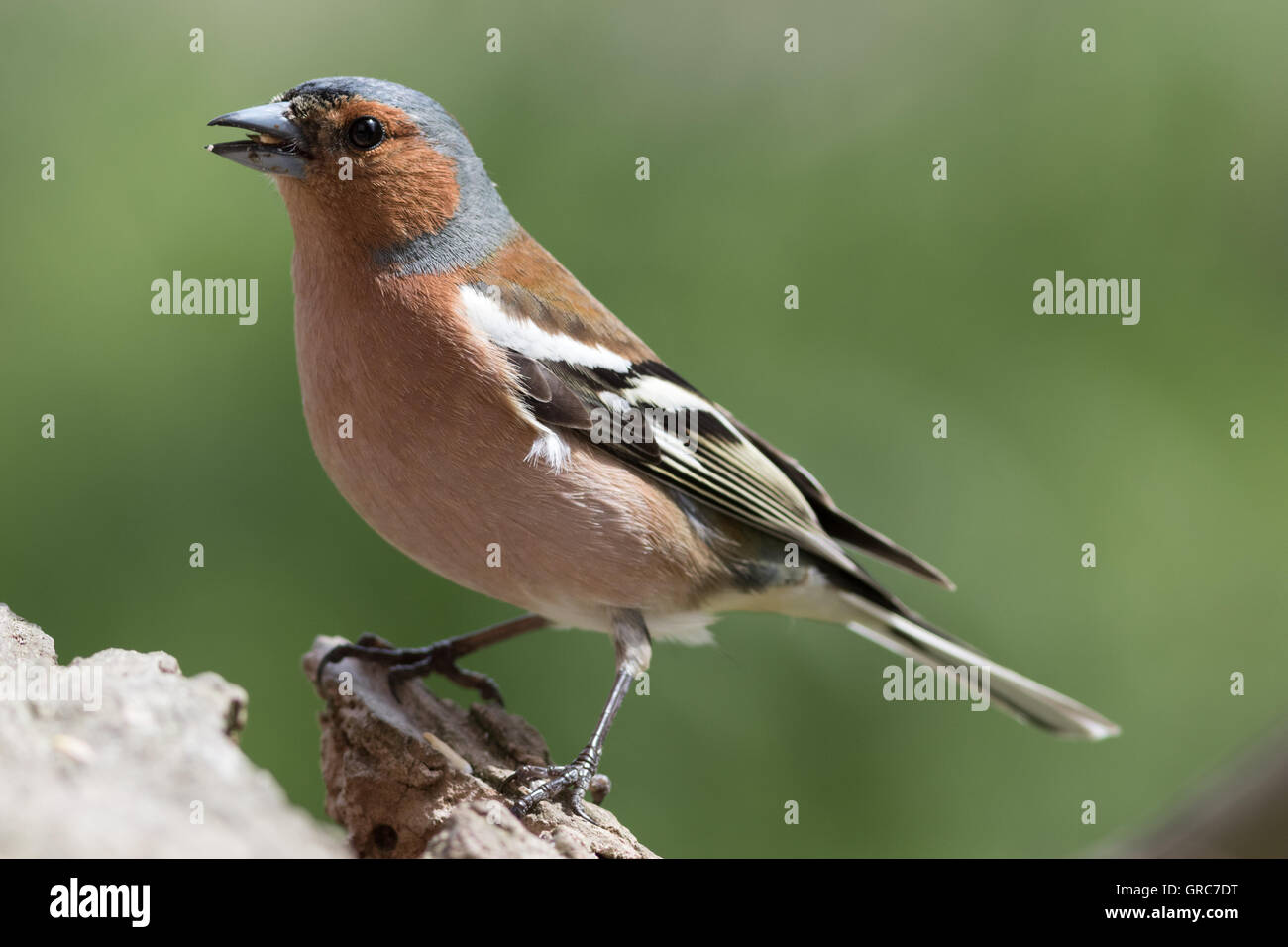 Buchfink auf einem Ast Stockfoto