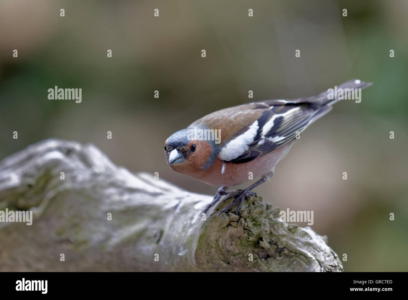 Buchfink auf einem Ast Stockfoto