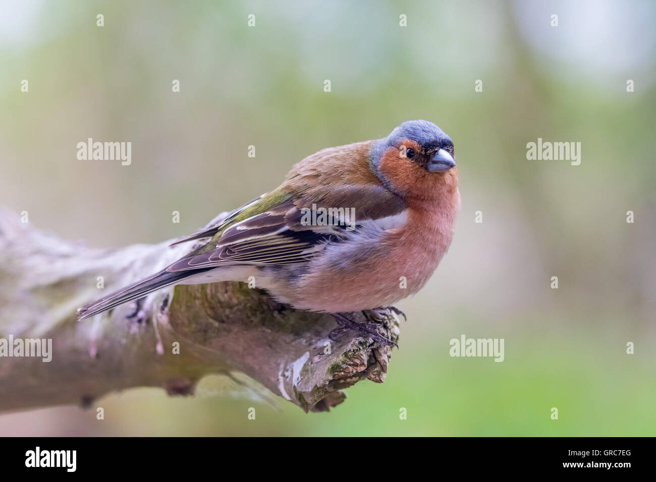 Buchfink auf einem Ast Stockfoto