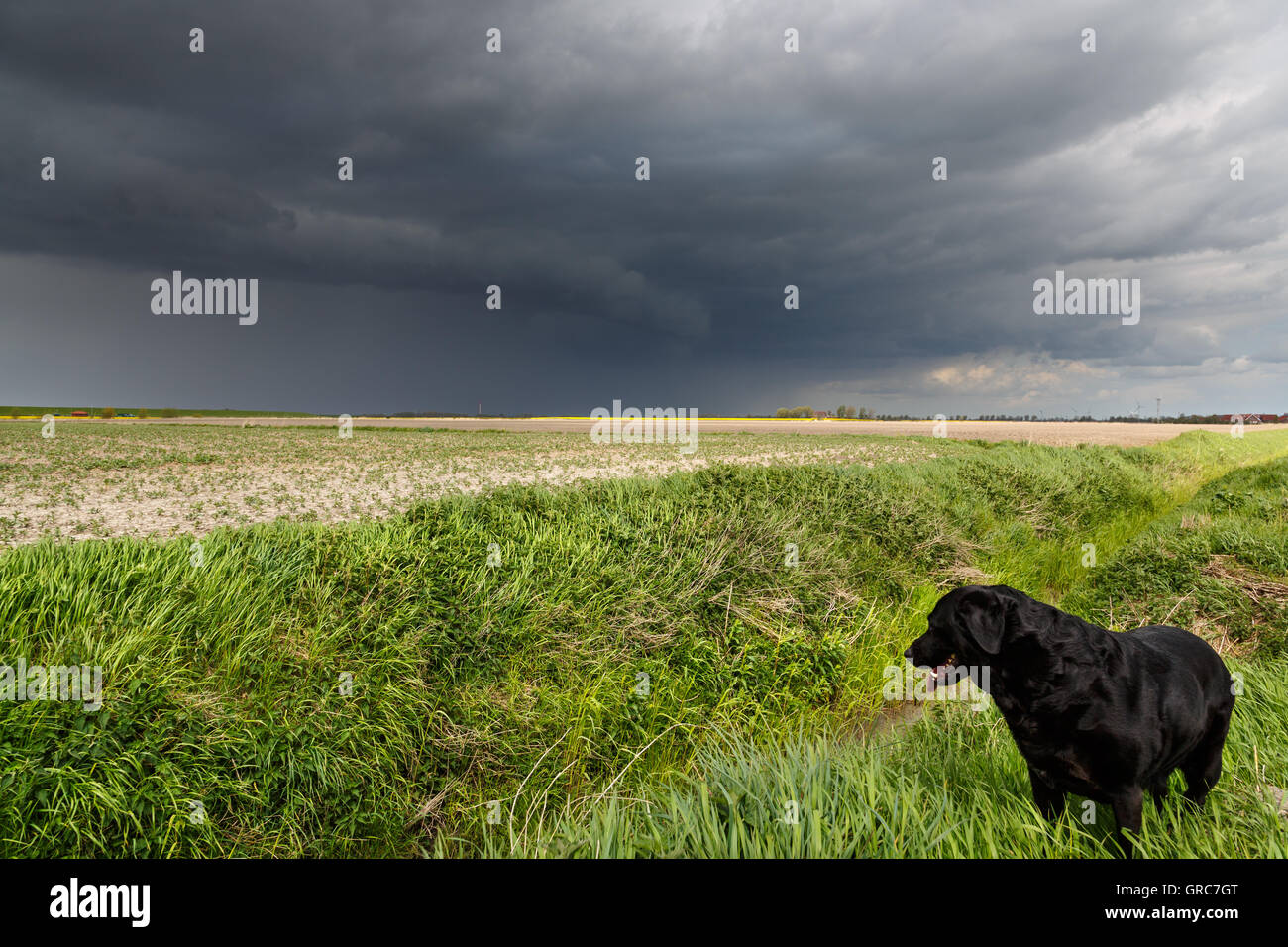 Labrador im Sturm Stockfoto