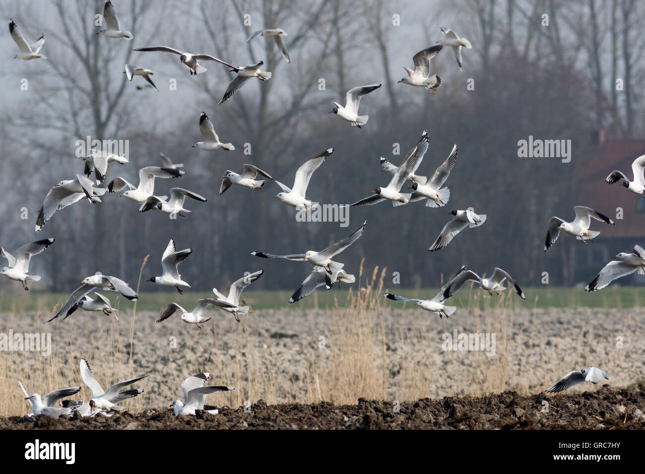 Fliegende Möwe Stockfoto