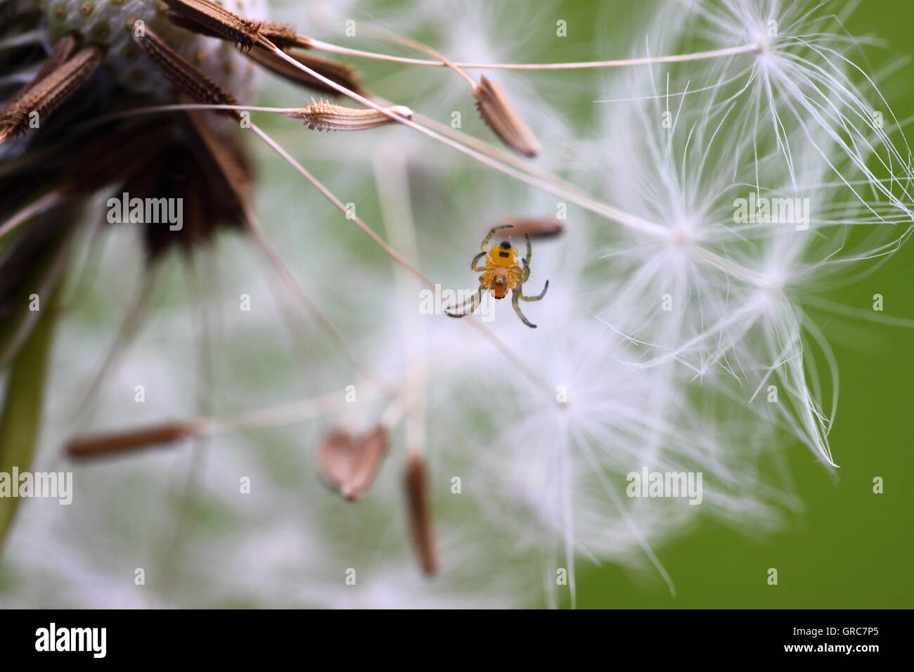 Jung-Garten Spinnen auf einem Löwenzahn Stockfoto