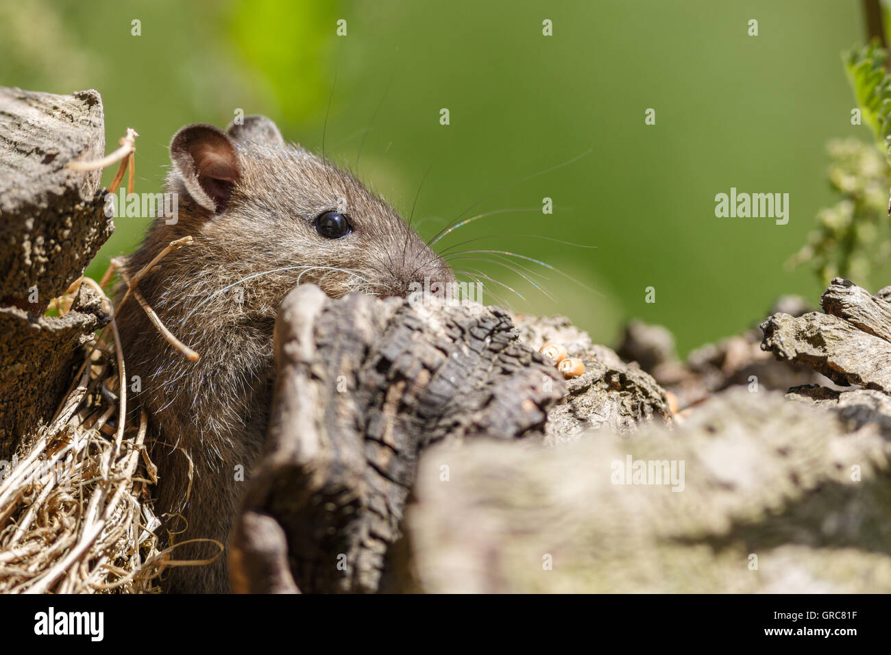 Maus auf der Suche nach Nahrung Stockfoto