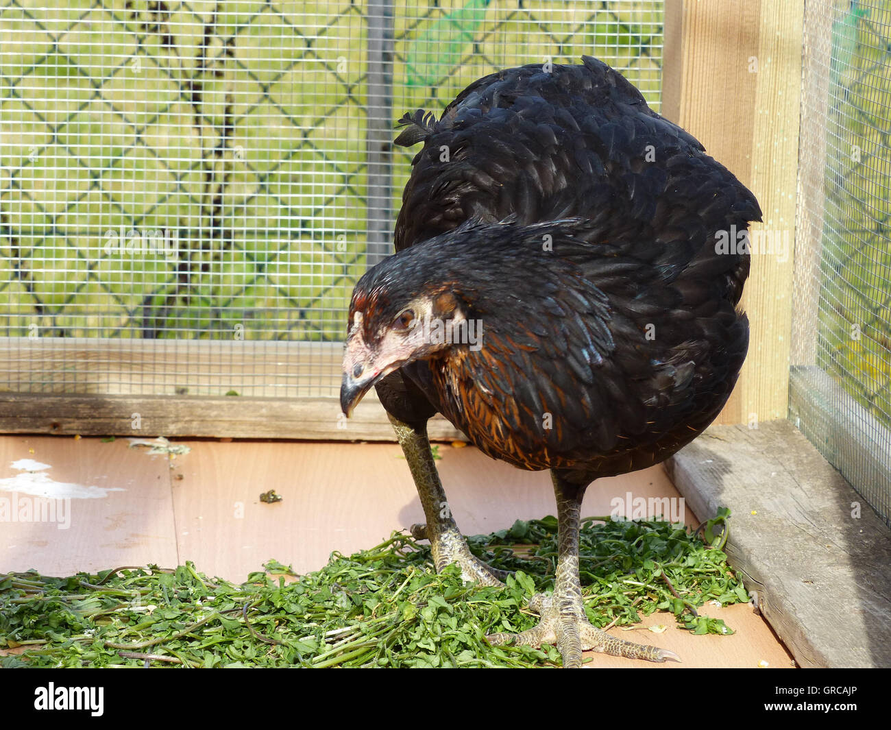 Araucana Huhn, Huhn im Hühnerstall, Outdoor-Gehäuse Stockfoto