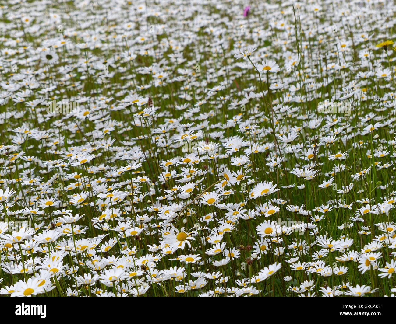 Viele blühende Margeriten auf einer Wiese Stockfoto