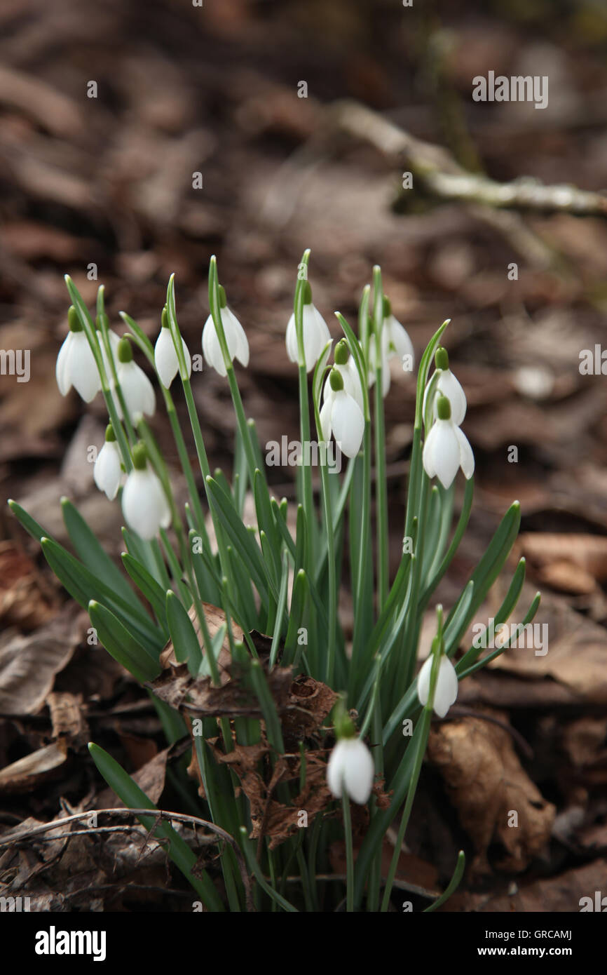 Blühende Schneeglöckchen auf Waldboden Stockfoto