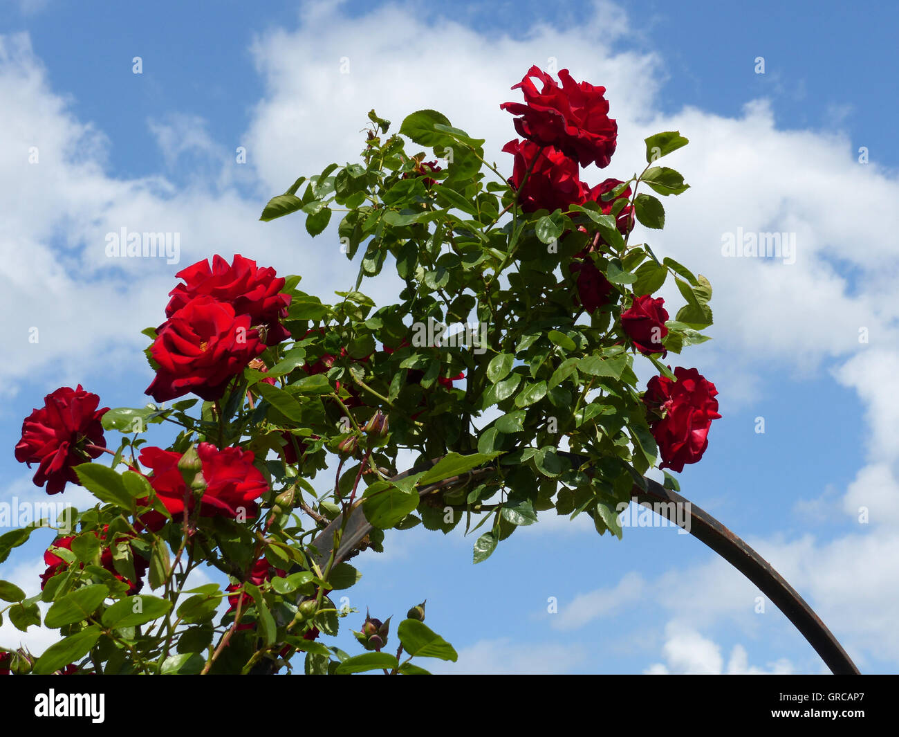 Rose-Bogen Stockfoto