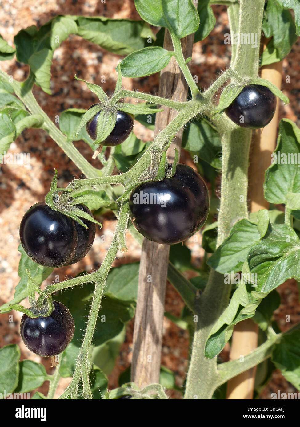 Schwarze Tomaten Stockfoto