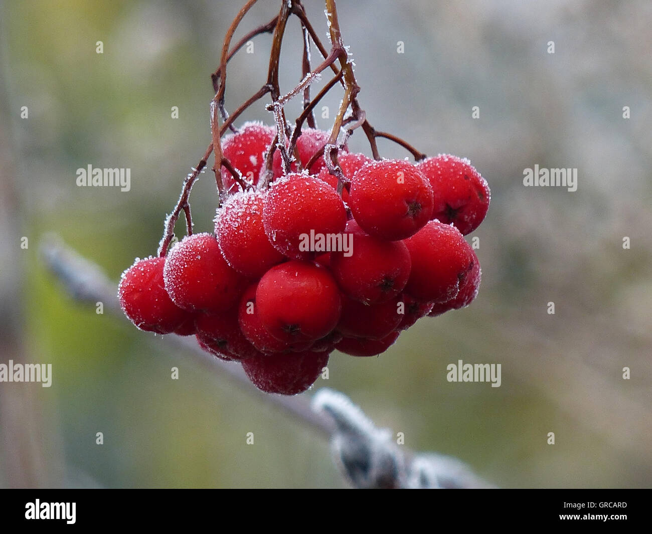 Roten Vogelbeeren mit Frost bedeckt Stockfoto