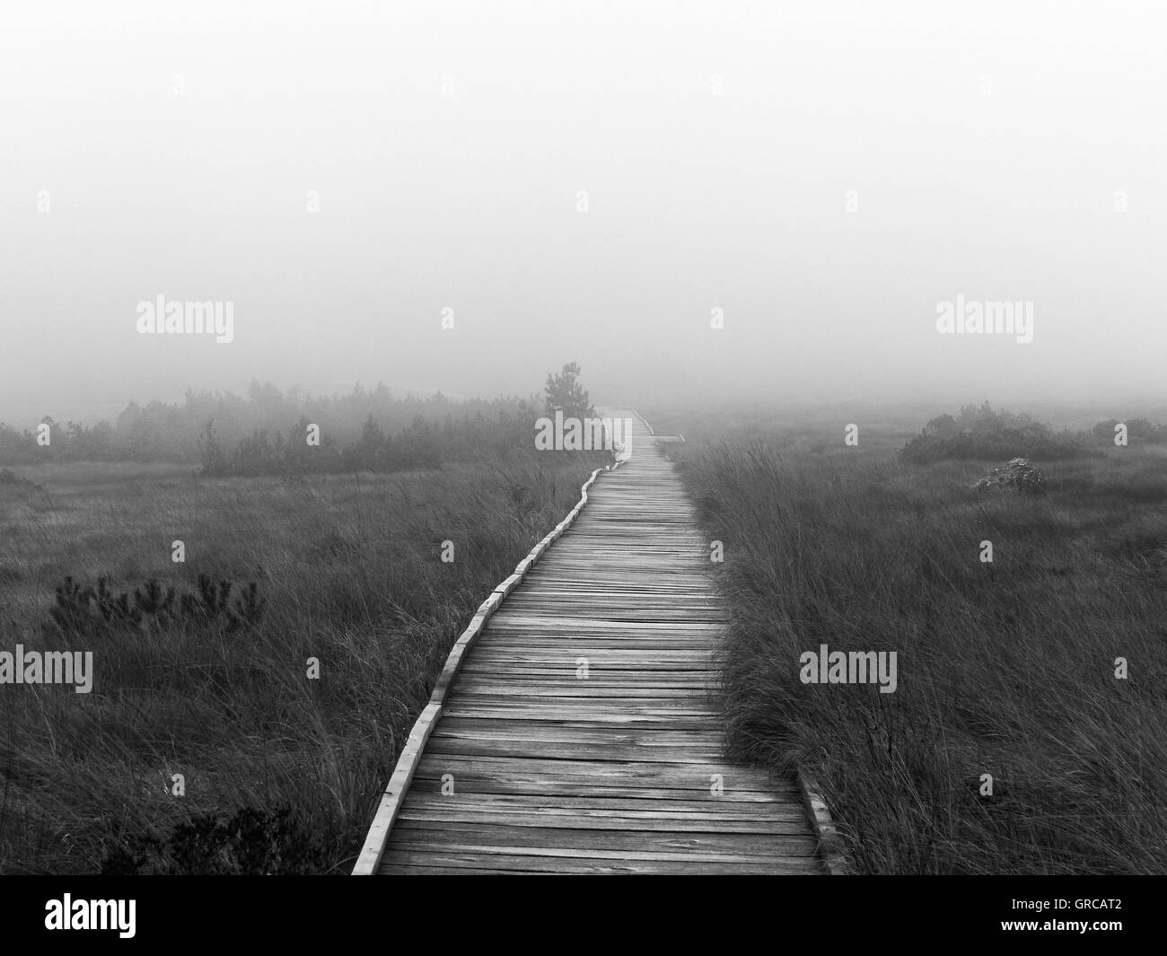 Sicherer Weg durch das Moor auf einem Baumstamm gepflasterten Pfad, Hornisgrinde, Schwarzwald, Deutschland, Europa Stockfoto