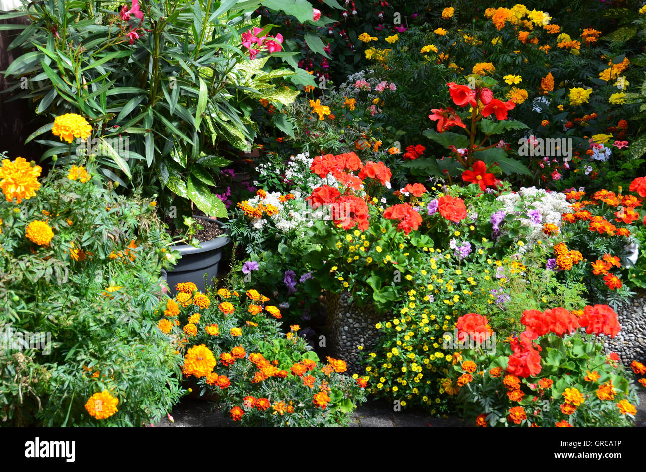 Sommerblumen im Garten, blühende Pflanzen In Töpfe und Wannen