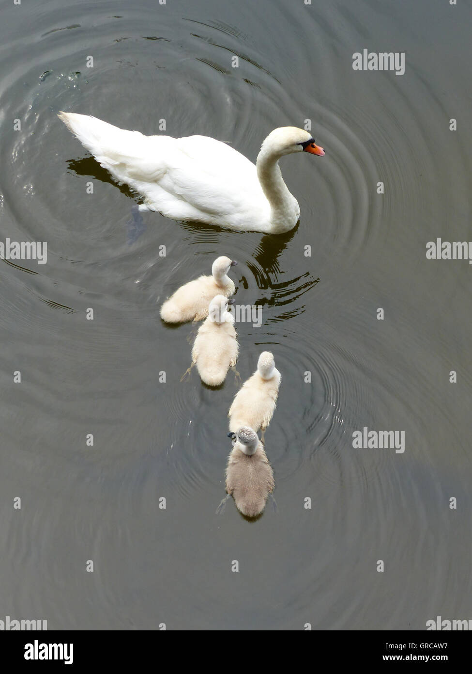 Mama Schwan schwimmen auf dem Wasser zusammen mit ihren vier Gänsel, Eiswoog, zwei Wochen alte junge Schwäne Stockfoto