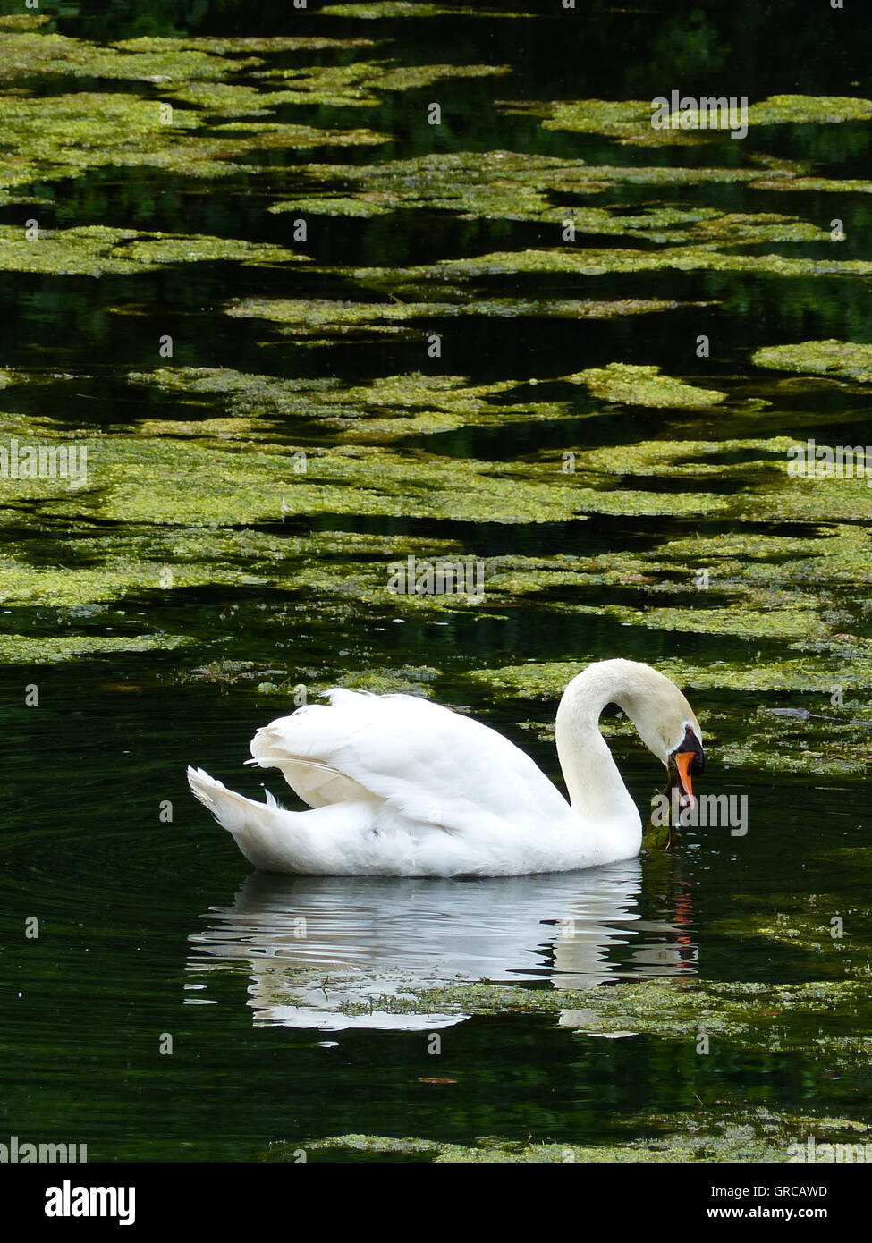 Schwan, Höckerschwan, zieht seine Runden auf mit grünen Algen bedeckt See, der Eiswoog Stockfoto