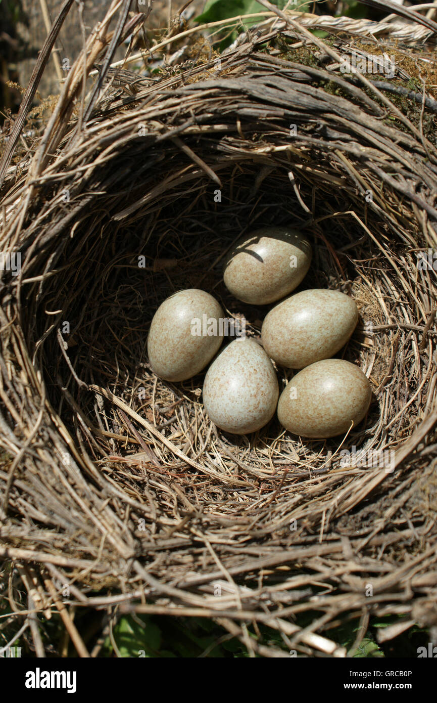 Nest mit Eiern der Vögel Stockfoto
