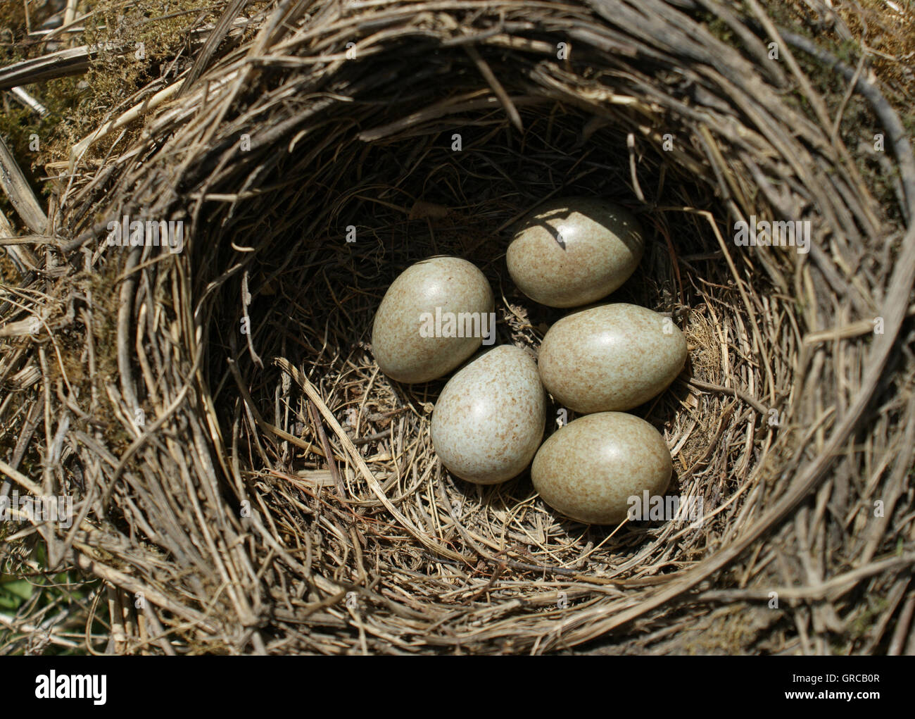 Nest mit Eiern der Vögel Stockfoto