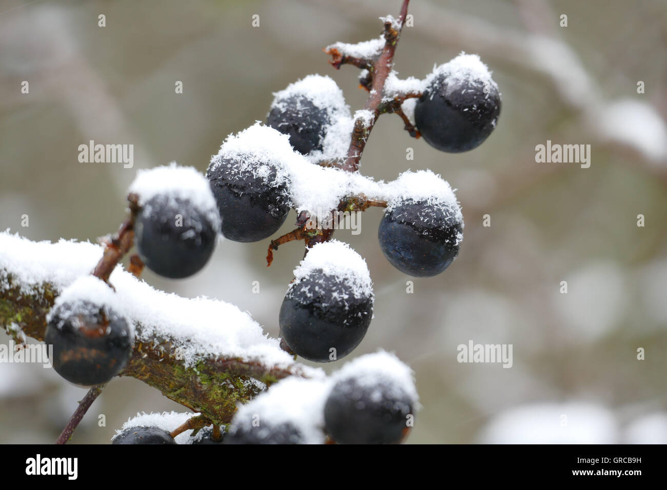 Reife Schlehen mit schneebedeckten Kappe Stockfoto