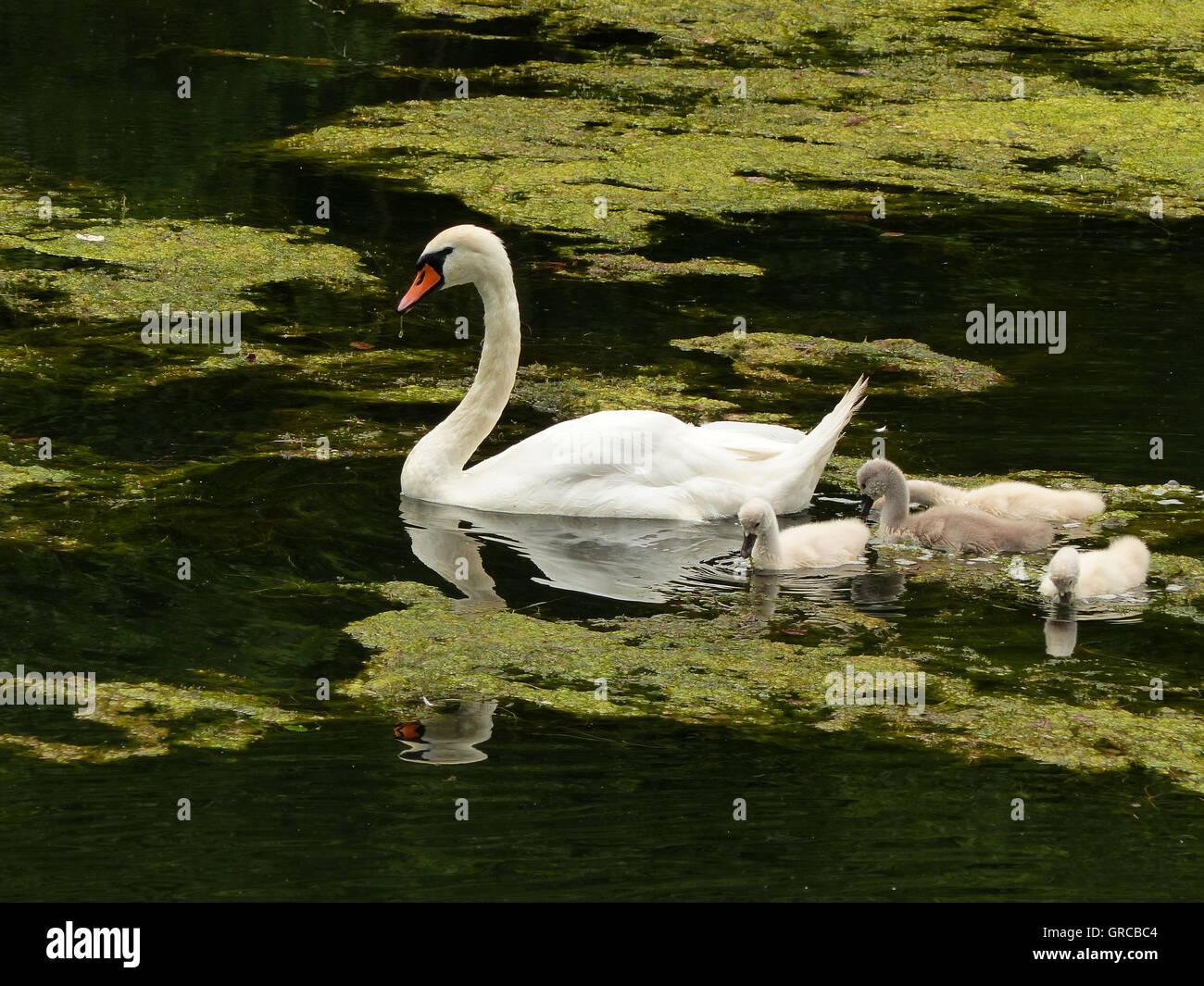 Schwäne, Mama Schwan schwimmen auf dem Wasser zusammen mit ihren vier Gänsel, Eiswoog bei Ramsen, Pfalz, zwei Wochen alte junge Schwäne Stockfoto