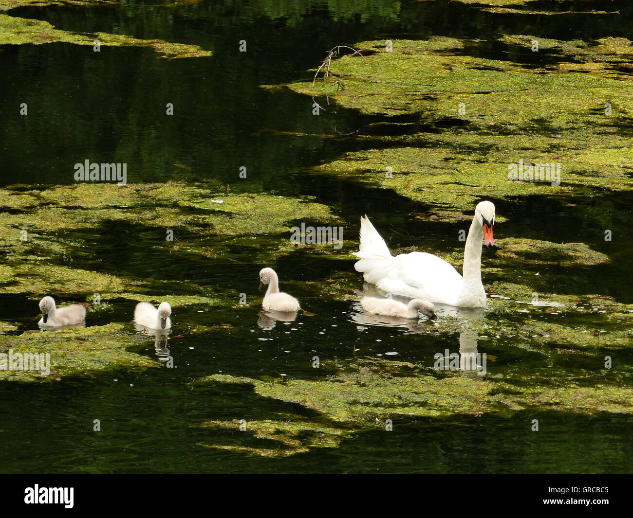 Schwäne, Mama Schwan schwimmen auf dem Wasser zusammen mit ihren vier Gänsel, Eiswoog bei Ramsen, Pfalz, zwei Wochen alte junge Schwäne Stockfoto