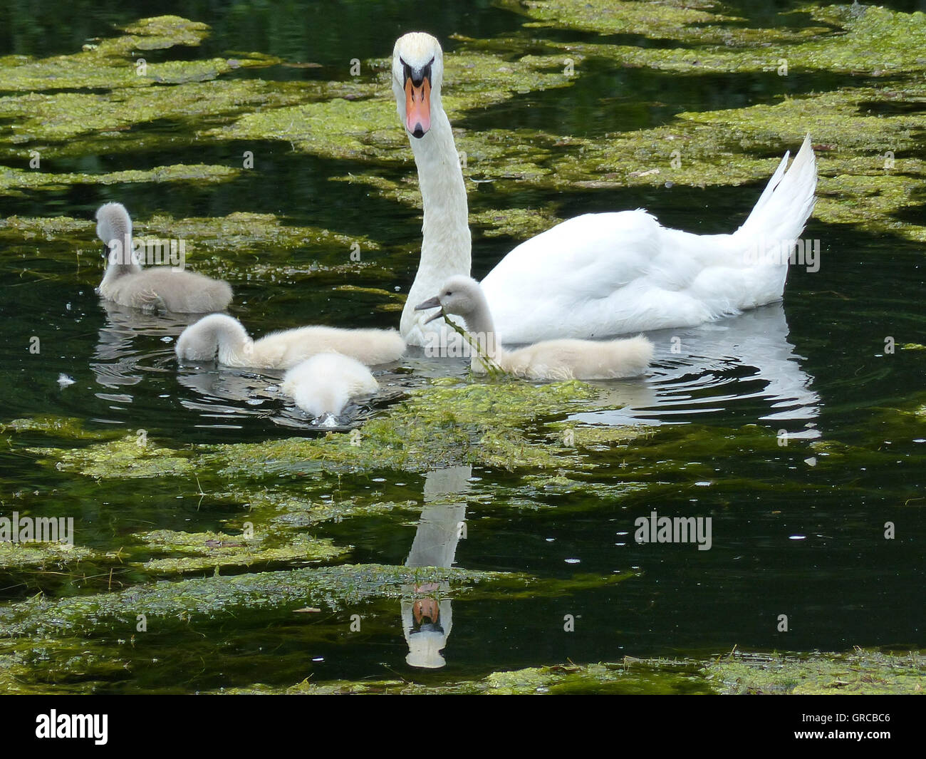 Schwäne, Mama Schwan schwimmen auf dem Wasser zusammen mit ihren vier Gänsel, Eiswoog bei Ramsen, Pfalz, zwei Wochen alte junge Schwäne Stockfoto