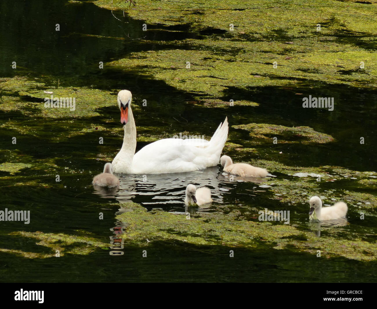 Schwäne, Mama Schwan schwimmen auf dem Wasser zusammen mit ihren vier Gänsel, Eiswoog bei Ramsen, Pfalz, zwei Wochen alte junge Schwäne Stockfoto