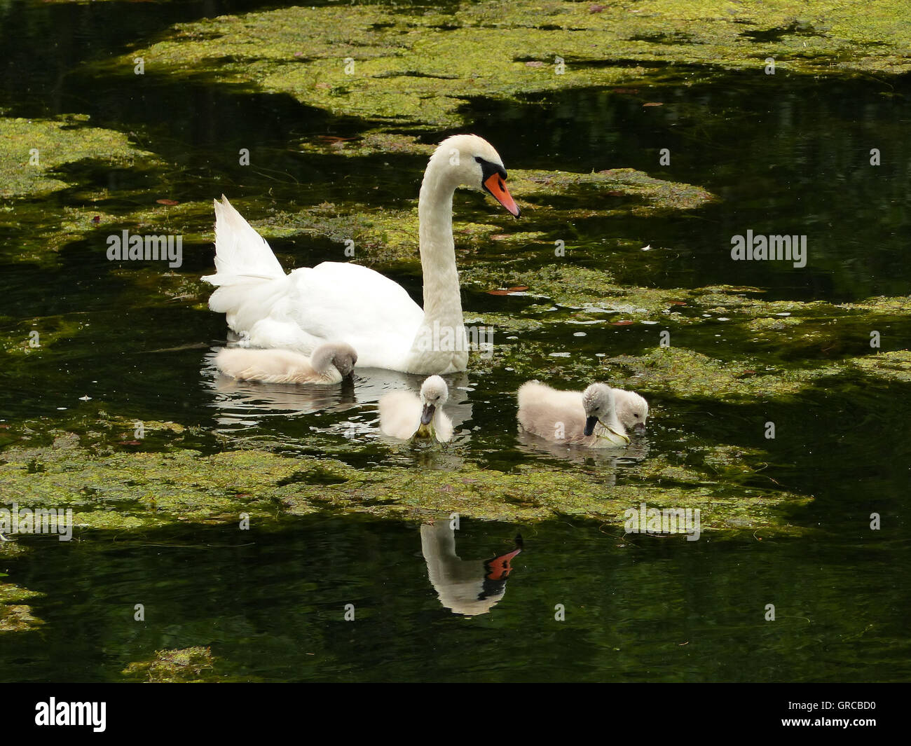 Schwäne, Mama Schwan schwimmen auf dem Wasser zusammen mit ihren vier Gänsel, Eiswoog bei Ramsen, Pfalz, zwei Wochen alte junge Schwäne Stockfoto