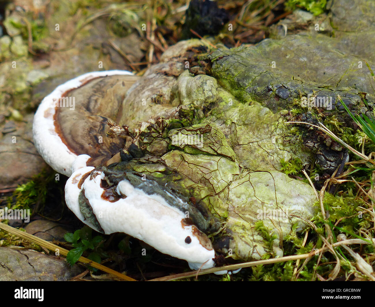 Braun, weiß und grün Pilze auf einem Baumstumpf Stockfoto