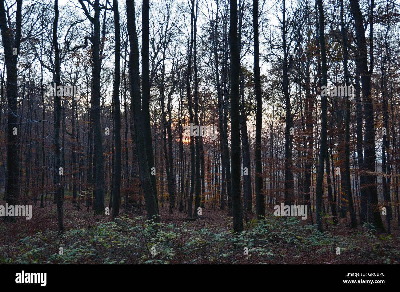 Abend im November Wald Stockfoto