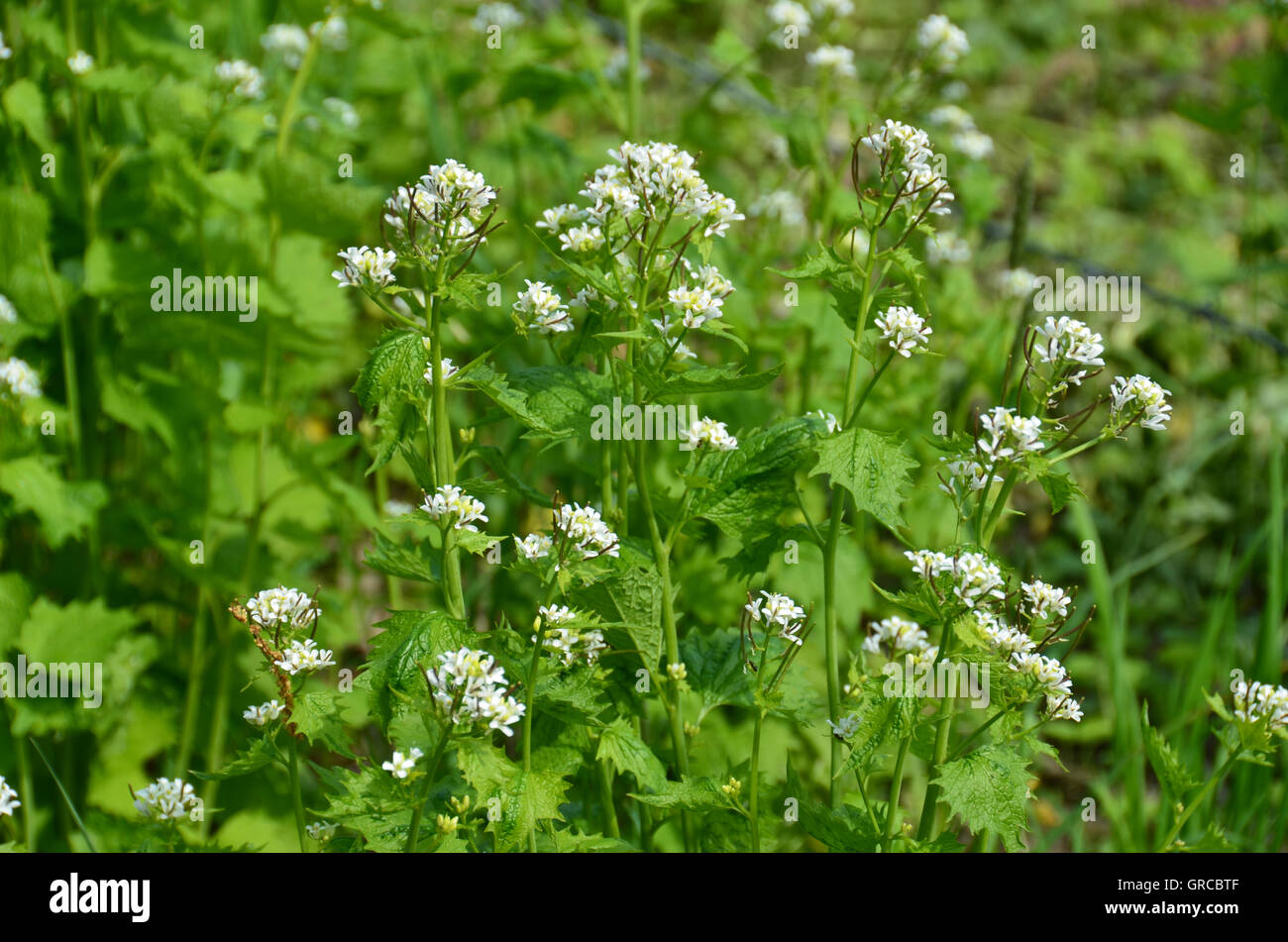 Blühende Knoblauch Senf, Alliaria Petiolata, essbare Kräuter Stockfoto