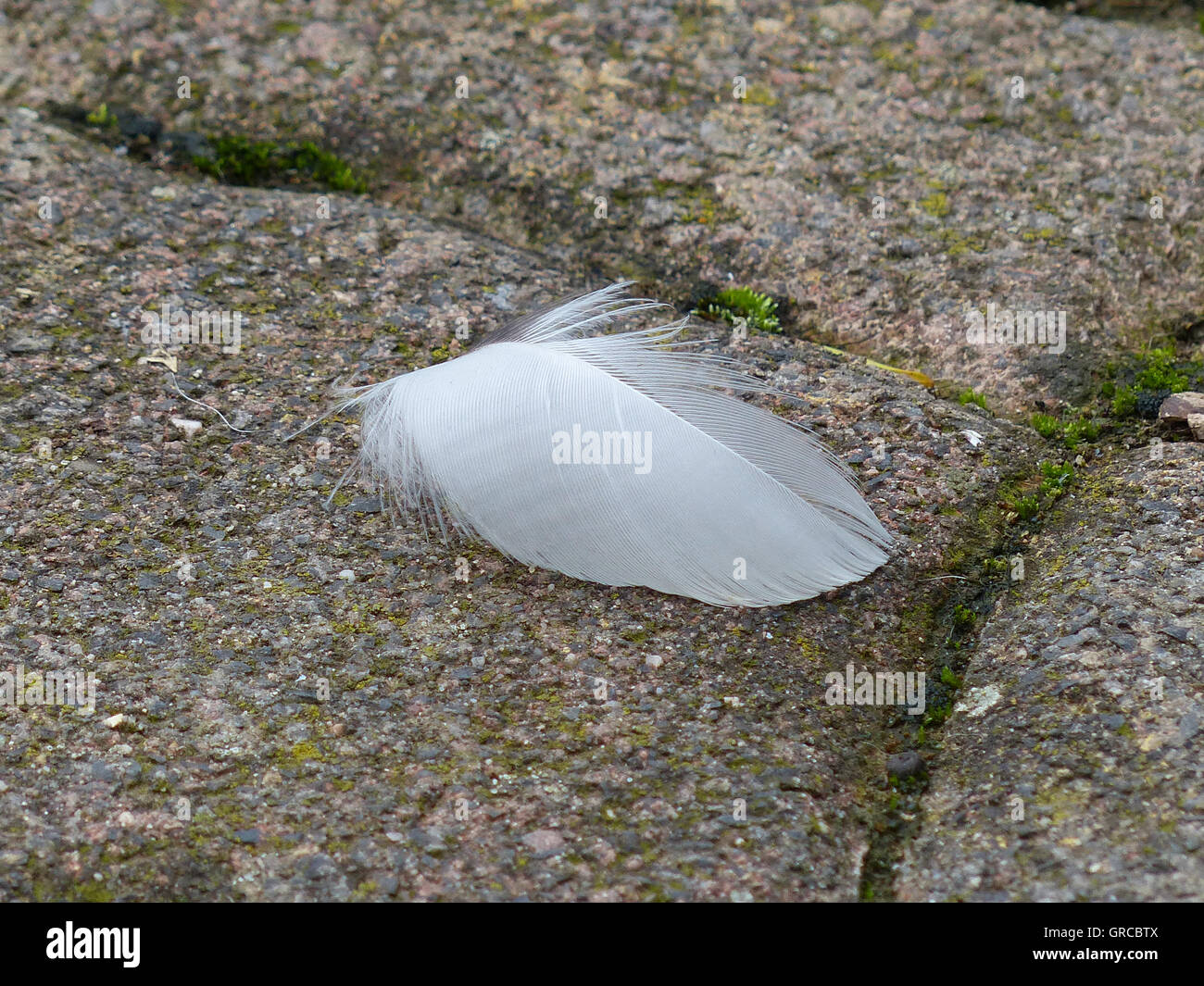 Weiße Feder auf grauen Stein Stockfoto