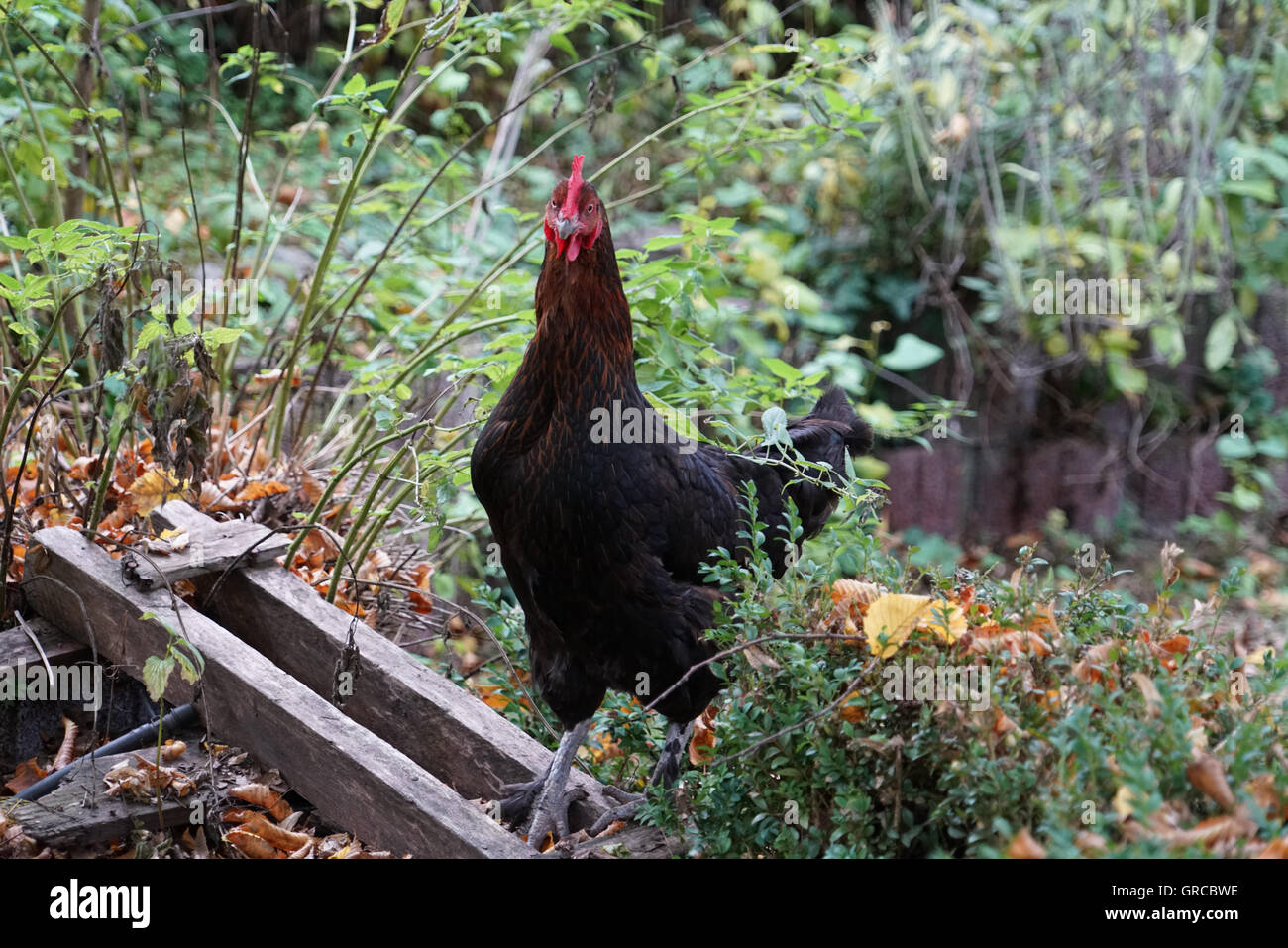 Maran-Huhn im Garten Stockfoto