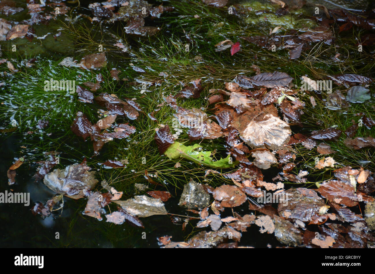 Herbstlich bunte Blätter schweben im Wasser, im Hochsommer 2015, nach der langen Trockenheit In Deutschland Stockfoto