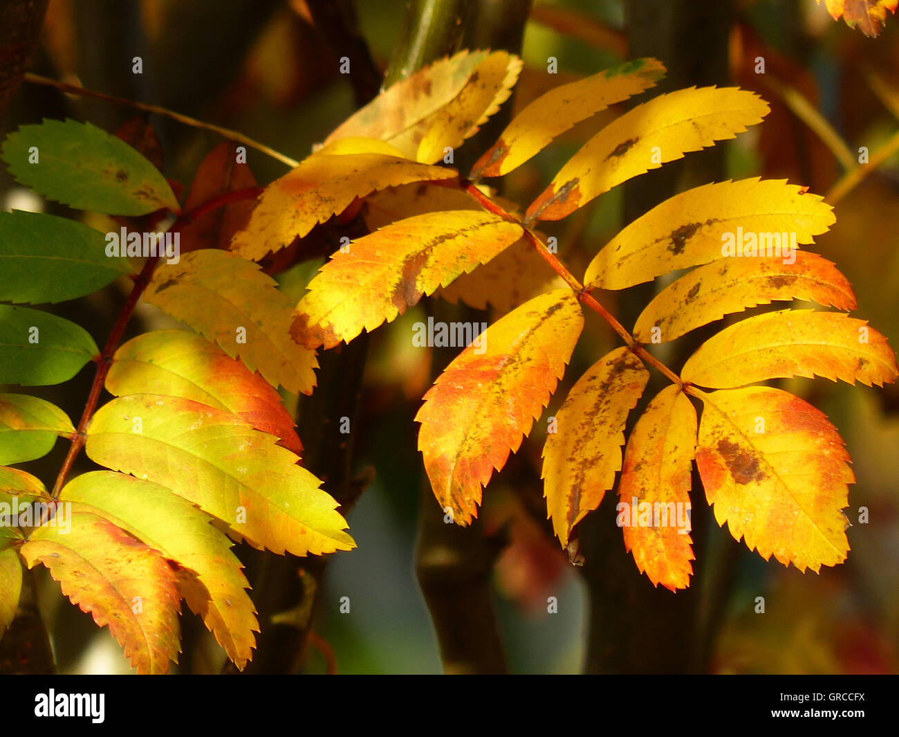 Herbstliche Laub der Eberesche Stockfoto