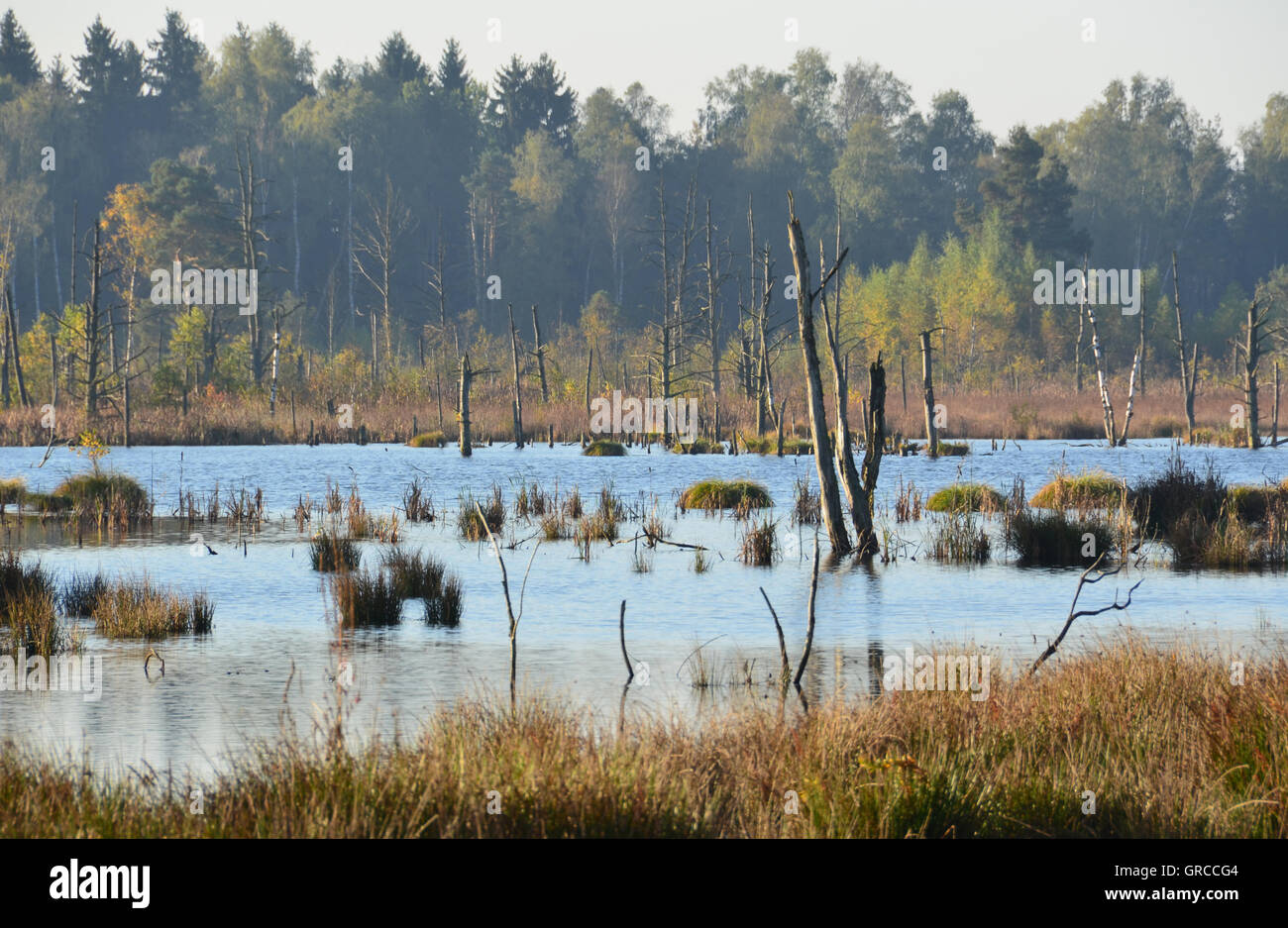 Schwenninger Moos, Moorsee, Ursprung des Neckars Stockfoto