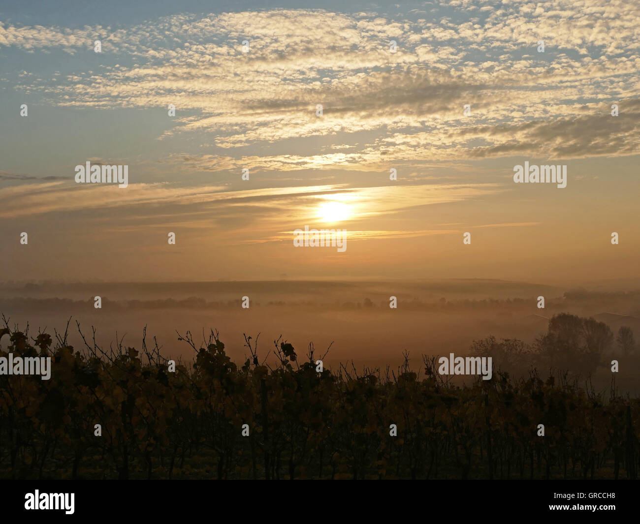 Rheinhessen Vineyard Stockfotos und bilder Kaufen Alamy