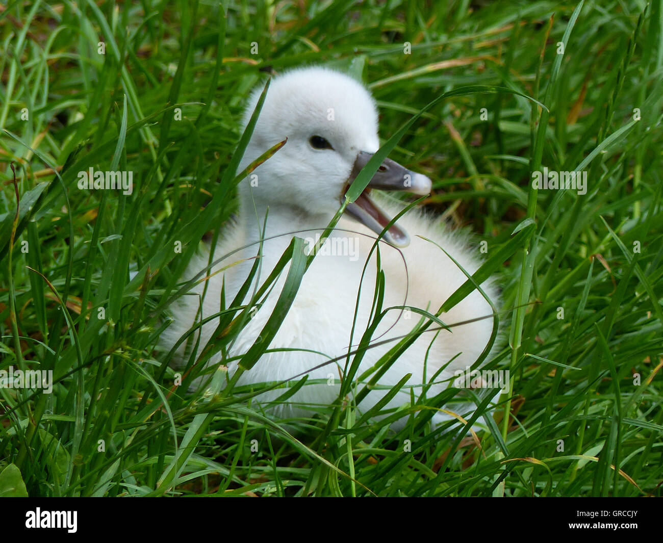 Swan-junge, über eine Woche alt Stockfoto