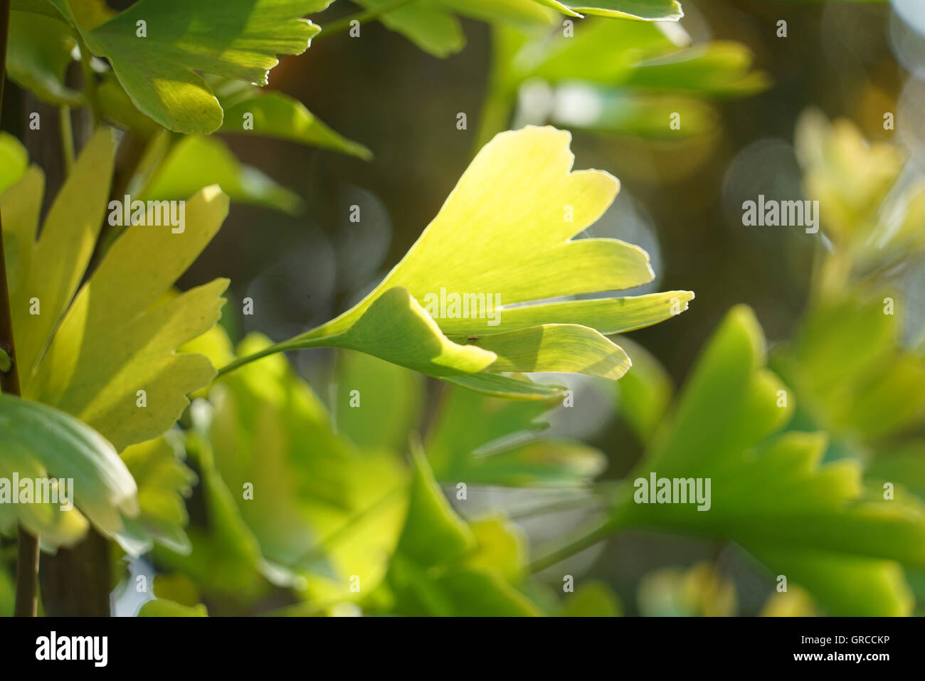Ginkgo-Baum, Unschärfe Stockfoto