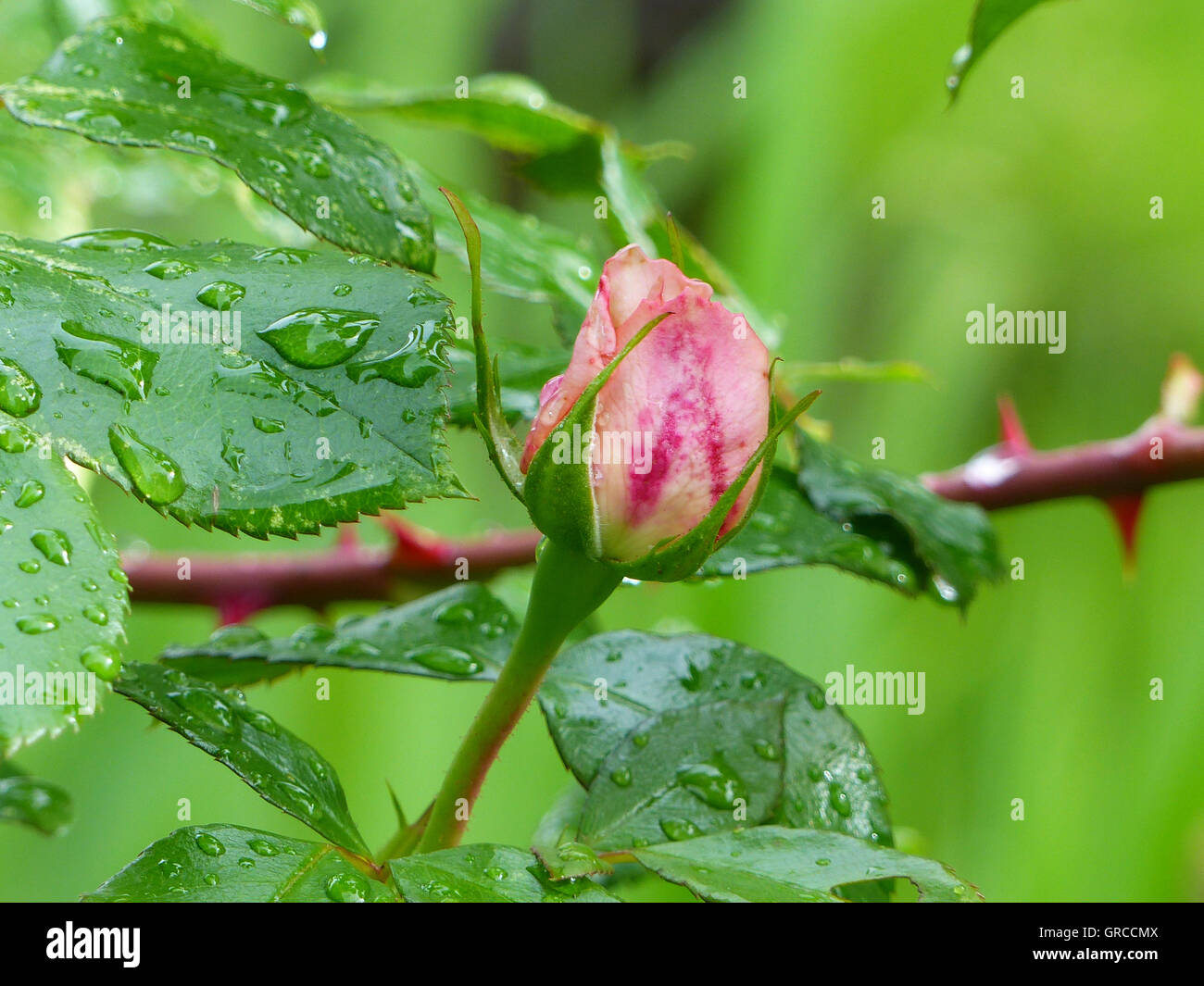 Rosenknospe mit Wassertropfen nach einem Sommerregen Stockfoto