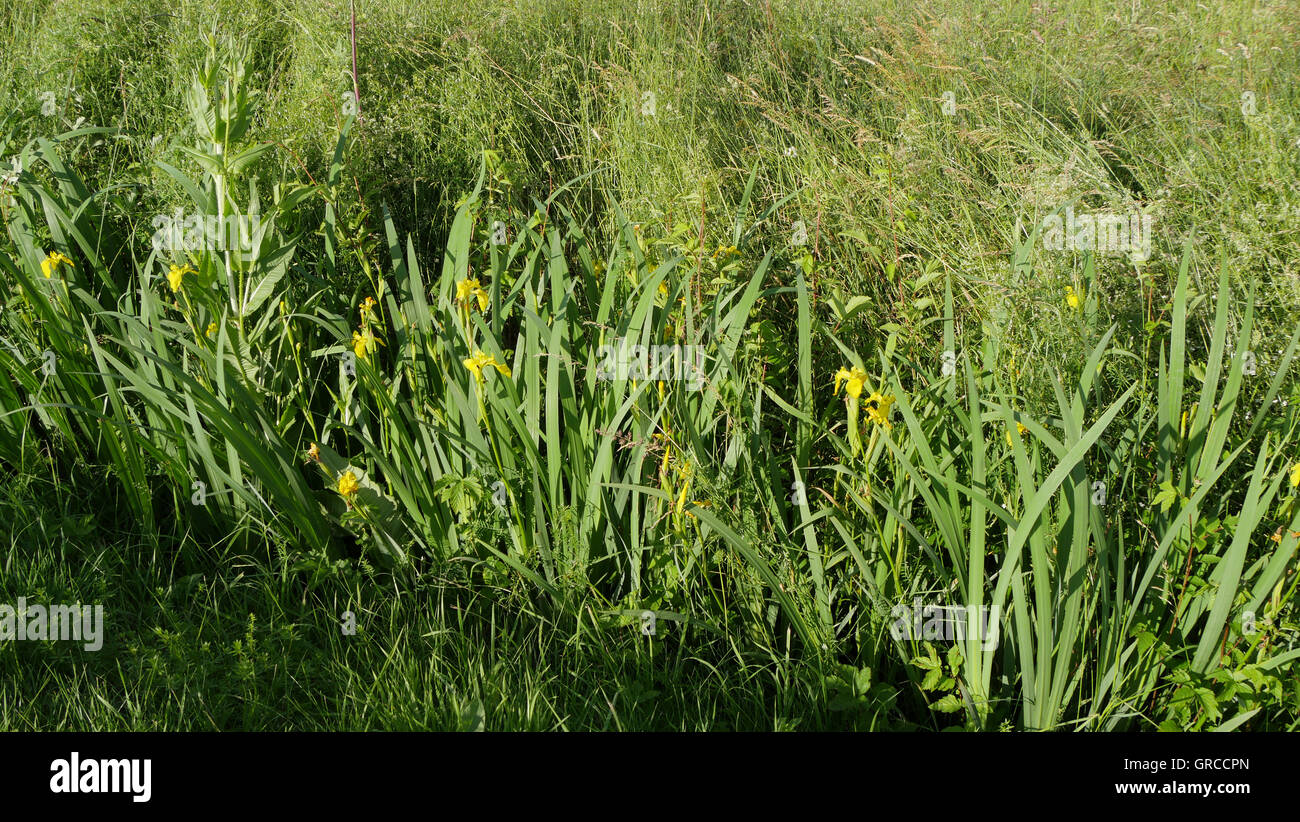 Gelbes Wasser Iris, Iris Pseudacorus Stockfoto