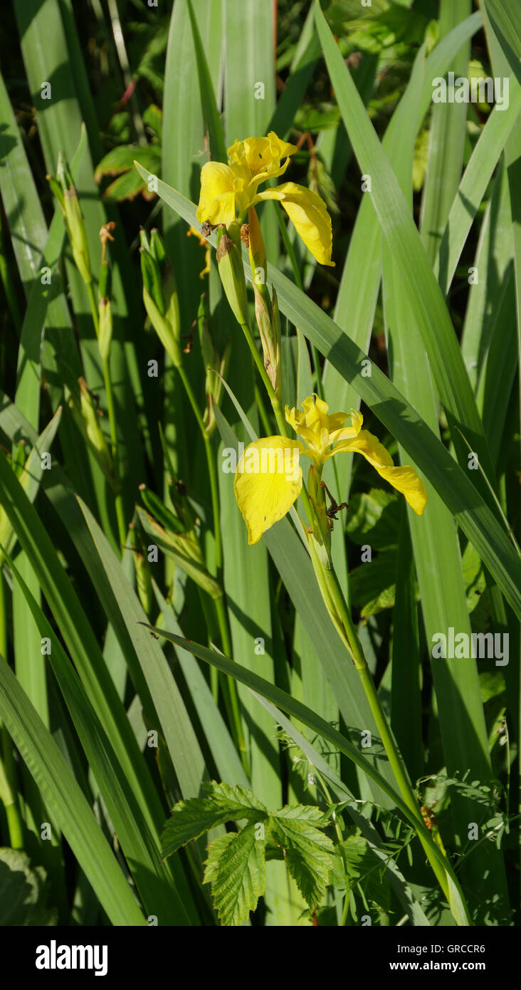 Gelbes Wasser Iris, Iris Pseudacorus Stockfoto