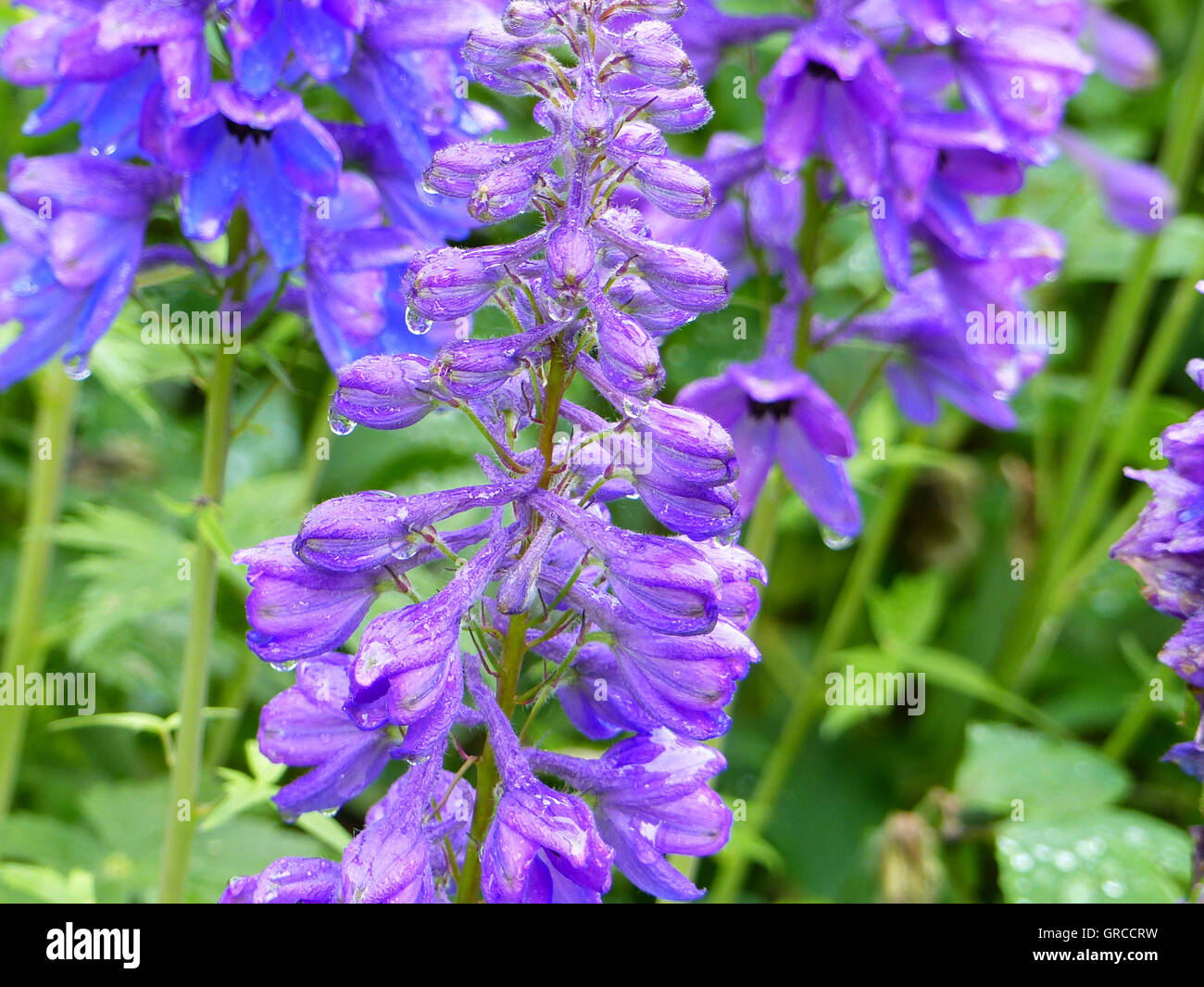 Aconitum, Eisenhut, Aconitum Napellus, giftige Pflanze Stockfoto