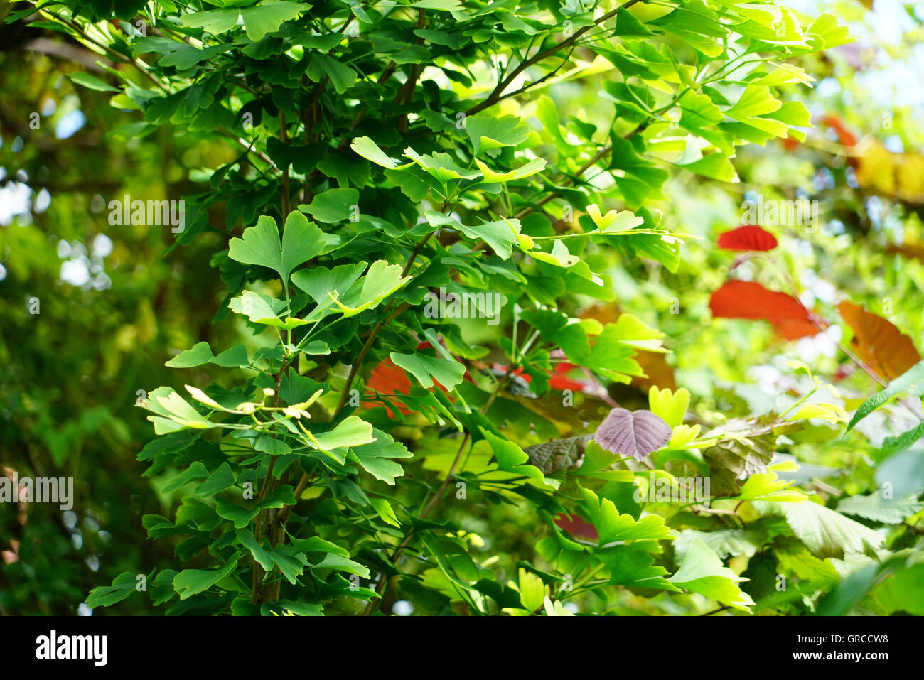 Ginkgo-Baum, Ginkgo Biloba Stockfoto