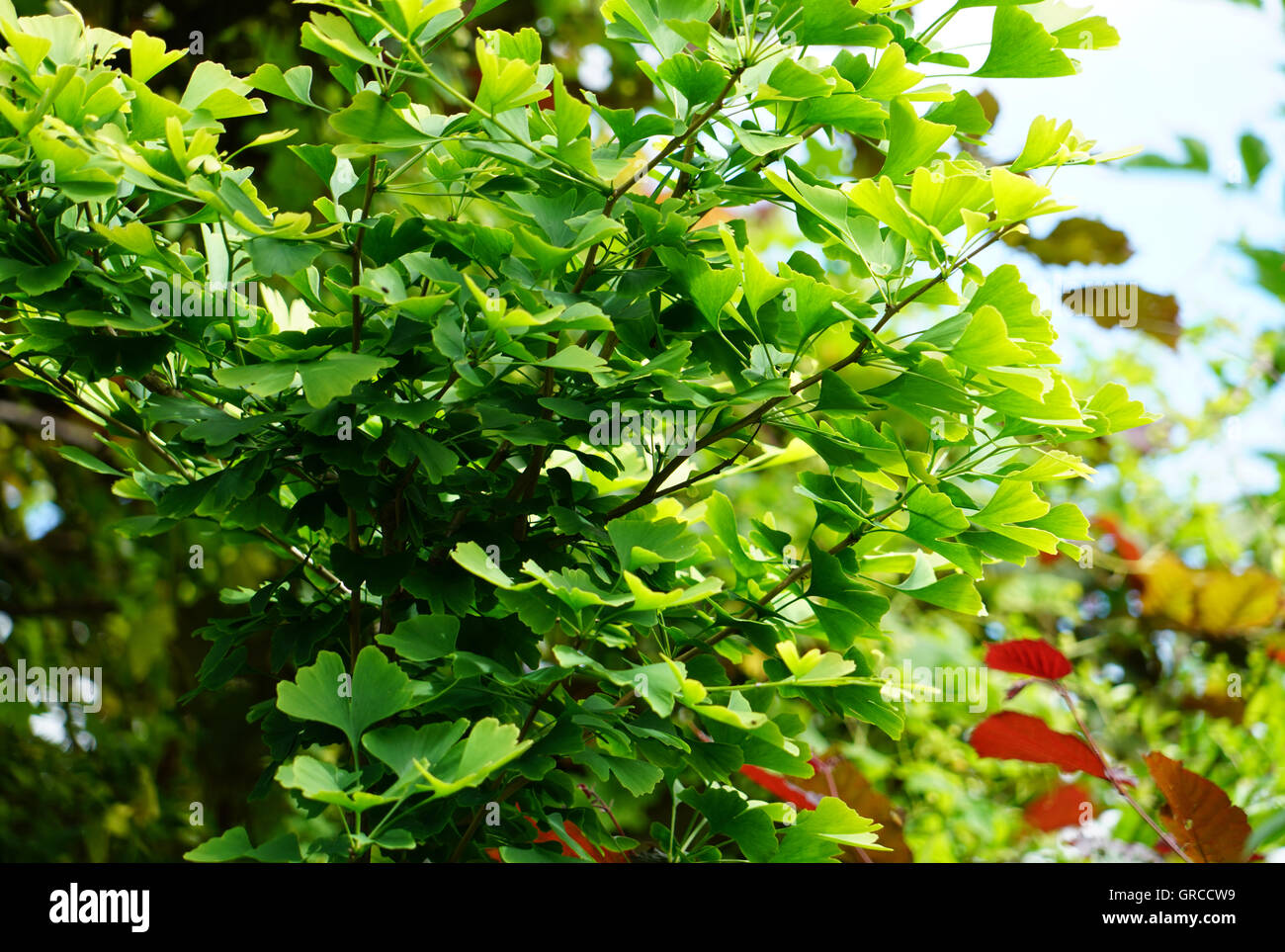 Ginkgo-Baum, Ginkgo Biloba Stockfoto