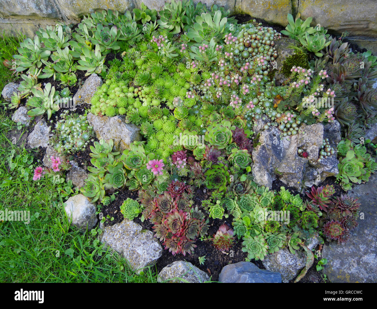 Steingarten mit sukkulenten -Fotos und -Bildmaterial in hoher Auflösung –  Alamy