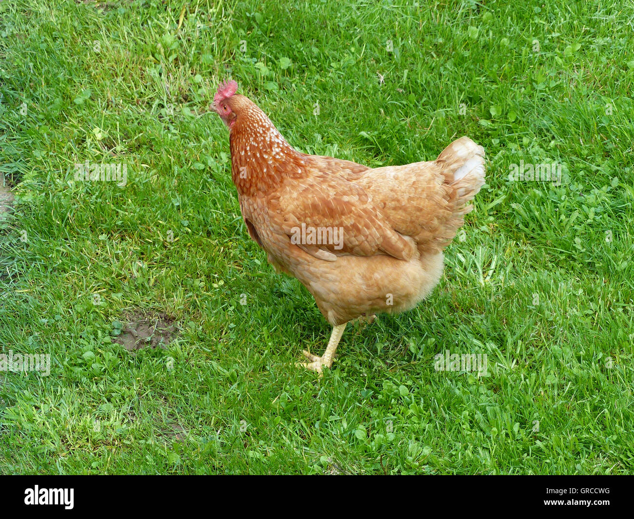 Glückliche Henne aus Freilandhaltung braune Henne Stockfoto