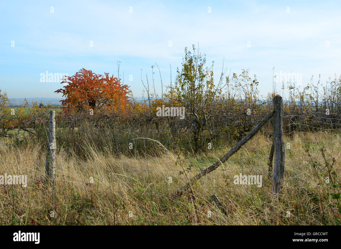 Bewachsenen Weide mit einem Zaun im Herbst Stockfoto