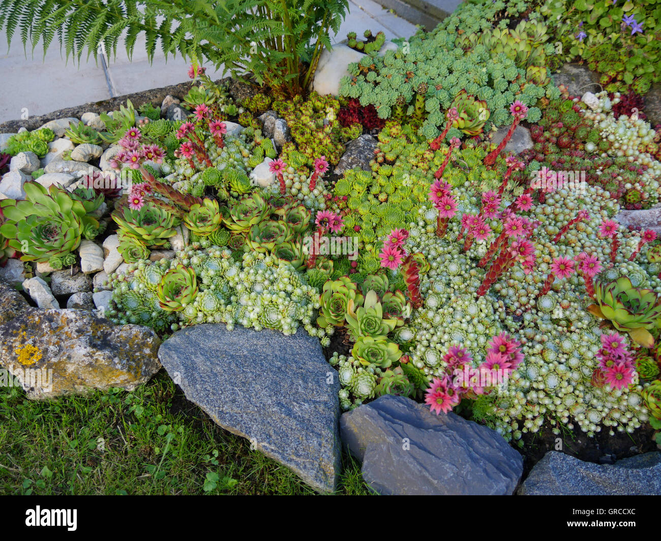Steingarten Mit Sukkulenten Stockfotos und -bilder Kaufen - Alamy