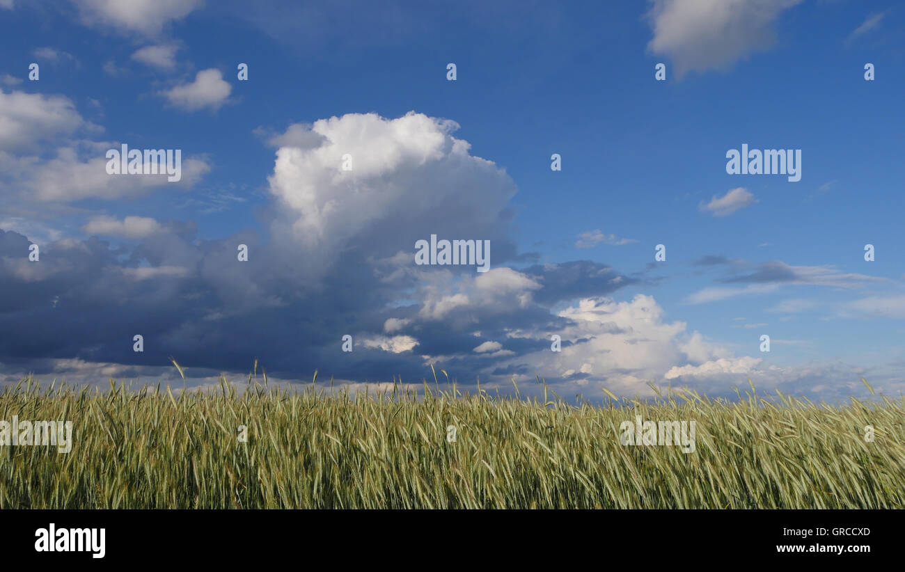 Kornfeld im Sommer unter einem blauen Himmel mit Cumulus-Wolken, Natur pur In Oberfranken Stockfoto