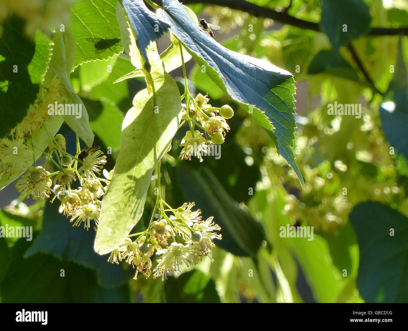 Linden-Blüten, blühende Linde Stockfoto